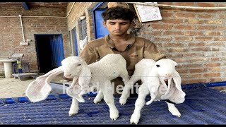 نینوں کے کجلے | KAJLA-MUNDRA NEW goat LOT | BAKRA MANDI | Wednesday update PAKSITAN | SHAHPUR KANJRA