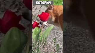 Просто фантастический аромат! Медово барбарисовый СМЕШНЫЕ ЖИВОТНЫЕ😹😻👍#37