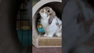 Bunny likes his new toy (Carl the Holland Lop)