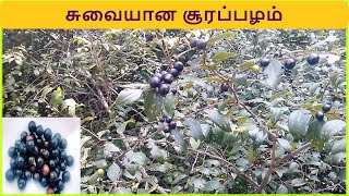 சுவையான சூரைப்பழம் | Forest Fruit collection