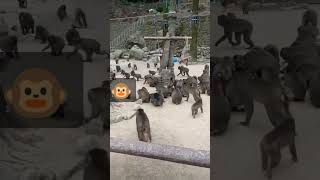 Takashaki #monkey park feeding frenzy #shorts