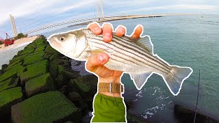 Striped Bass POD - Delaware Seashore State Park