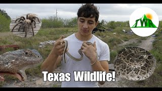 Texas Wildlife: New Videos Coming Soon!