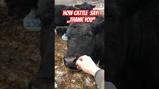 Cute Black Angus Steer says „Thank you“  #canada #farming #farm #manitoba #cattle #cute #relaxing