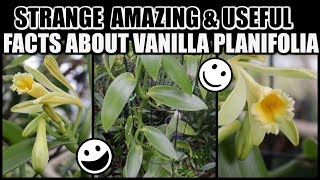 MY VANILLA BLOOMS! Growing, Bean Pods & Propagation  & USEFUL FACTS ABOUT VANILLA ORCHID -