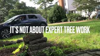 Hyundai Ioniq vs Cybertruck vs Dogwood Tree - epic tree felling