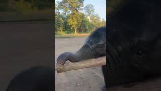 Baby Elephant in Dandeli-Kulgi #trending #short #viral