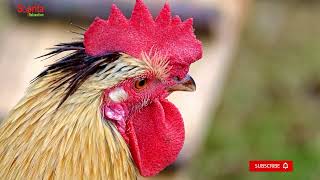 Chickens | Roosters | Hens | Pet | Soprita Relaxation