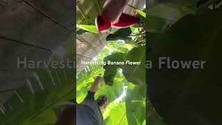 #banana flower #harvest #gardening #permaculture