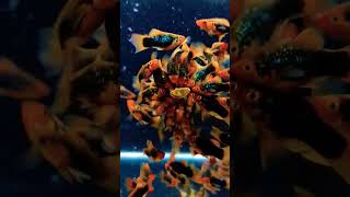 aquarium fish 🐠🐋🐟 eating food 🍲 #balloonmollyfish #balloonmolly #mollyfish