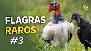 FLAGRAS INCRÍVEIS do PLANETA AVES | Pássaros em MOMENTOS RAROS ou IMPRESSIONANTES