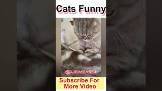 Funny Cats || Cat Fun || Funny Animal #Shorts #cat