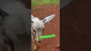 🤣Doodh Piyenge🤣 Funny Goat 😂#goat #funnyvideo #cutegoats #animals