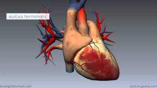 Heart Anatomy - Right Atrium - 3D Anatomy Tutorial