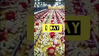 poultry farm buisness ideas| #shorts status