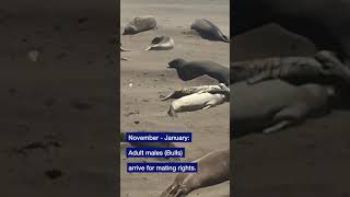 Northern Elephant Seals - San Simeon State Park, California #shorts