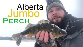 Alberta Jumbo Perch Fishing