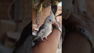 Enjoy Hand Feeding Cockatiels Part 2 #birds #Short