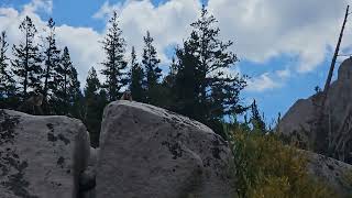 another marmot getting some sun