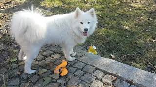 Best funny Animal. Samojede dog happy in garden