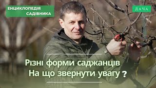 Різні форми саджанців. На що звернути увагу?