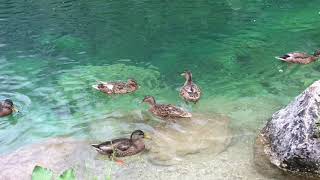 Bluntausee im Tennengau, Gemeinde Golling