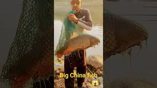 😱Fishing hook river🎣🐟Catch big china fish😱گلفام  مچھلی🐟 #fishing#hook#shikari#pakistan#short