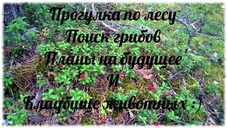 Прогулка по лесу, поиск грибов, могилы животных и планы на будущее