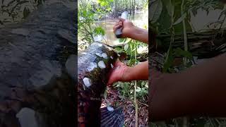 HUTAN SUMBER KEHIDUPAN #shorts #fishing #fish