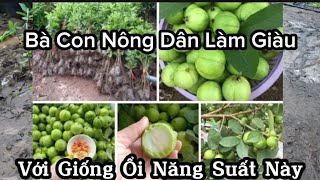 Cây Giống Ổi Găng Quá Năng Suất Không Làm Bà Con Thất Vọng