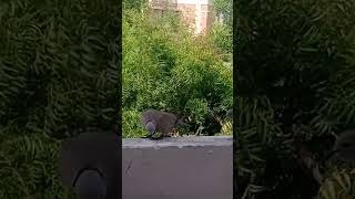 Eurasian collar dove# bird Eurasians#cutebird #shortsvideo #two #birds