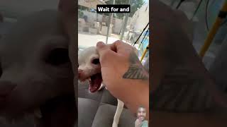 Kuchi kuchi with poop😄#dog  #chihuahua #puppy #funny #viralvideo #shorts #comedy #automobile #pets