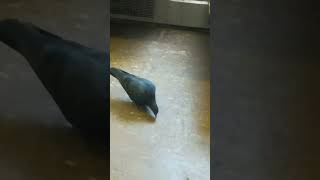 Pigeon rides the NYC Subway