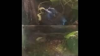 Dendrobates tinctorius azureus dartfrog breeding behaviour male calling, courtship. terrarium