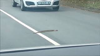 PUFFER ADDER IN GARDEN ROUTE