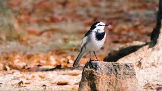 White Wagtail, wagging its tail while moving, often appears in open lands and near water sources