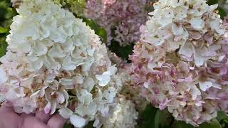 Гортензии из Ростов Сад🌸🕊️🌸🕊️🌸