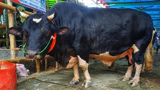 Banglar boss,somrat big cow price, eid ul adha 2020 ! Gabtoli gorur haat video