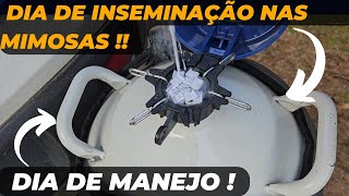 Dia de manejo INSEMINAÇÃO nas vacas !