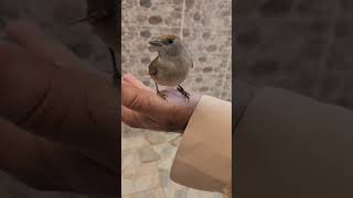 Cute Baby Sparrow