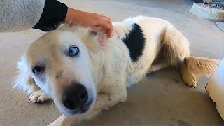 Australia | PUPPY LOVE | Daily Vlog 199# | ByIri.