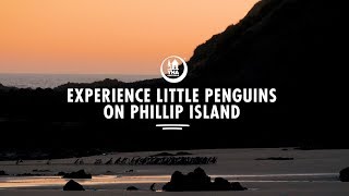 Experience Penguins on Phillip Island