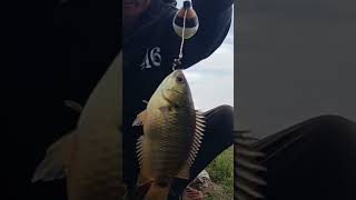 strike ke sekian kalinya#short#angler amatiran