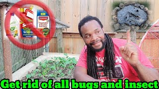 Stop waste your money an insect killer - Natural way to Kill bugs an insect on Fruits and vegetable