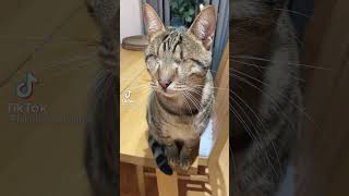 poor cat, no eyes cat, for real or hoax? blind cat