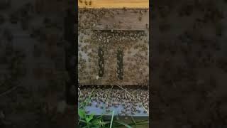 Honeybees Washboarding #beekeeping