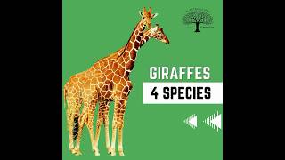 Giraffes – 4 Species Mnemonic  (RuN SaM!)