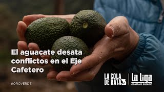 El aguacate desata conflictos en el Eje Cafetero