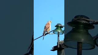 Обыкновенная Пустельга / Common Kestrel