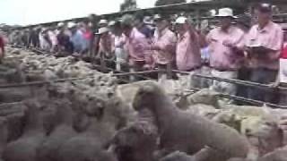 Bendigo sheep sale